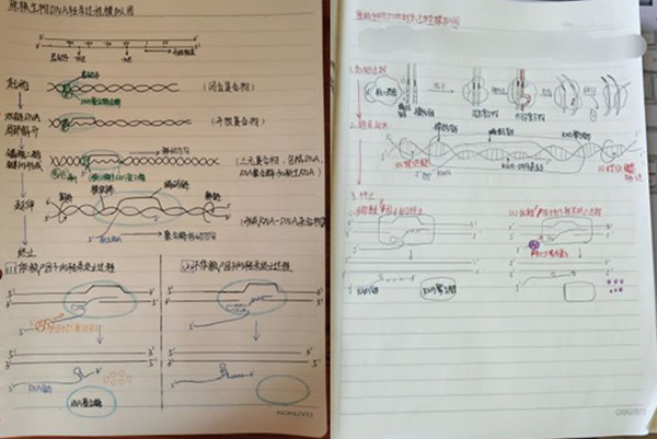 学生对dna转录过程的流程图绘制